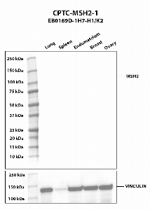 Click to enlarge image Western blot using CPTC-MSH2-1 as primary antibody against human lung (2), spleen (3), endometrium (4), breast (5), and ovary (6) tissue lysates. The expected molecular weight is 104.7 kDa and 97.3 kDa. Vinculin was used as a loading control.