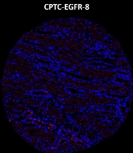 Click to enlarge image Imaging mass cytometry on normal kidney tissue core using CPTC-EGFR-8 metal-labeled antibody.  Data shows an overlay of the target protein signal (red) and DNA (blue). Dilution: 1:100 of 0.5mg/mL stock. Signal was also obtained in other normal tissues (colon and kidney) and cancer tissues (colon and lung).