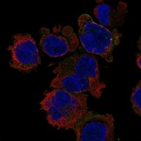 Click to enlarge image Results provided by the Human Protein Atlas (www.proteinatlas.org). The subcellular location is supported by literature. Immunofluorescent staining of human cell line THP-1 shows localization to plasma membrane. 	
Human assay: THP-1 fixed with PFA, dilution: 1:100
Human assay: U2OS fixed with PFA, dilution: 1:100