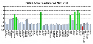 点击放大图像蛋白质阵列，其中CPTC-AKR1B1-2与NCI60细胞系面板进行筛选以进行表达。数据标准化为平均信号1.0和标准偏差0.5。颜色表示过度表达水平（绿色）、基本水平（蓝色）、欠表达水平（红色）。
