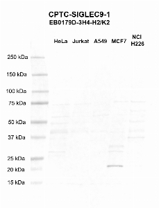 Click to enlarge image Western blot using CPTC-SIGLEC9-1 as primary antibody against HeLa (lane 2), Jurkat (lane 3), A549 (lane 4), MCF7 (lane 5), and NCI-H226 (lane 6) whole cell lysates.  Expected molecular weight - 50.1 kDa and 52.5 kDa.  Molecular weight standards are also included (lane 1).