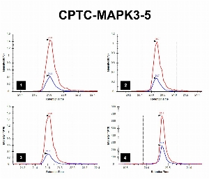 Click to enlarge image iMRM screening results for clone CPTC-MAPK3-5. The clone is able to pull down not only the target peptide (panel 1, CPTC-MAPK3 Peptide 6, IADPEHDHTGFL(pT)EYVATR), but also the following peptides: 
CPTC-MAPK3 Peptide 7 (IADPEHDHTGFL(pT)E(pY)VATR, panel 2)
CPTC-MAPK1 Peptide 2 (VADPDHDHTGFL(pT)EYVATR, panel 3)
CPTC-MAPK1 Peptide 1 (VADPDHDHTGFL(pT)E(pY)VATR, panel 4)

Data provided by the Paulovich Lab, Fred Hutch (https://research.fredhutch.org/paulovich/en.html)