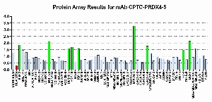 Click to enlarge image Protein Array in which CPTC-PRDX4-5 is screened against the NCI60 cell line panel for expression. Data is normalized to a mean signal of 1.0 and standard deviation of 0.5. Color conveys over-expression level (green), basal level (blue), under-expression level (red).