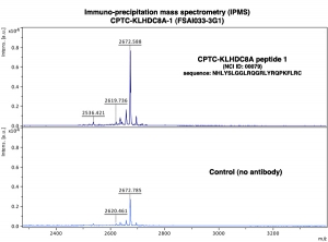 Click to enlarge image Immuno-Precipitation Mass Spectrometry using CPTC-KLHDC8A-1 antibody with CPTC-KLHDC8A peptide 1 as the target antigen. Note: there is low degree of non-specific binding of peptide to control beads(see Control panel).