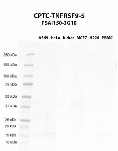 Click to enlarge image Western blot using CPTC-TNFRSF9-5 as primary antibody against A549 (lane 2), HeLa (lane 3), Jurkat (lane 4), MCF7 (lane 5), H226 (lane 6), and PBMC (lane 7) whole cell lysates.  Expected molecular weight - 27.9 kDa.  Molecular weight standards are also included (lane 1).