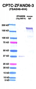 Click to enlarge image Western Blot using CPTC-ZFAND6-3 as primary Ab against ZFAND6 (rAg 00014) (lane 2). Also included are molecular wt. standards (lane 1) and mouse IgG control (lane 3).