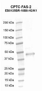 Click to enlarge image Western blot using CPTC-FAS-2 as primary antibody against Fas (TNF receptor superfamily, member 6) (FAS) human recombinant protein, transcript variant 1 (lane 2).  Expected molecular weight - 36 kDa.  Molecular weight standards are also included (lane 1).