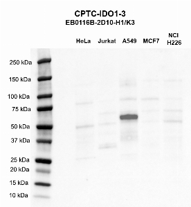 Click to enlarge image Western blot using CPTC-IDO1-3 as primary antibody against HeLa (lane 2), Jurkat (lane 3), A549 (lane 4), MCF7 (lane 5), and NCI-H226 (lane 6) whole cell lysates.  Molecular weight standards are also included (lane 1). Expected molecular weight - 45.3 kDa.  A549 is presumed positive. All the other cell lines are negative.