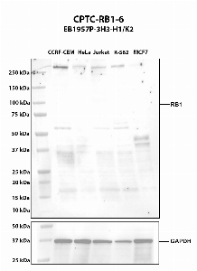 Click to enlarge image Western blot using CPTC-RB1-6 as primary antibody against whole cell lysates CCRF-CEM (lane 2), HeLa (lane 3), Jurkat (lane 4), K-562 (lane 5), and MCF7 (lane 6). The expected molecular weight is 106.2 kDa.  All cell lines are negative.