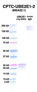 Click to enlarge image Western Blot using CPTC-UBE2E1-2 as primary Ab against UBE2E1-2 (rAg 00055) (lane 2). Also included are molecular wt. standards (lane 1) and mouse IgG control (lane 3).