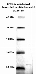 Click to enlarge image Western Blot using CPTC-Senp6 derived frame shift peptide (mouse)-3 as primary Ab against CPTC-Senp6 derived frame shift peptide (mouse)-1 (NCI ID 00285)  (lane 2). Also included are molecular wt. standards (lane 1).
Analysis was carried out on a tricine gel. 