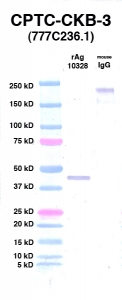 Click to enlarge image Western Blot using CPTC-CKB-3 as primary Ab against CKB (Ag 10328) (lane 2). Also included are molecular wt. standards (lane 1) and mouse IgG control (lane 3).