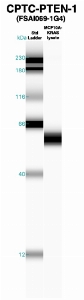 Click to enlarge image Western Blot using CPTC-PTEN-1 as primary Ab against MCF10A-KRAS cell lysate (lane 2). Also included are molecular wt. standards (lane 1).
