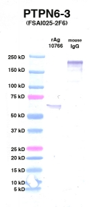 Click to enlarge image Western Blot using CPTC-PTPN6-3 as primary Ab against PTPN6 (rAg 10766) in lane 2. Also included are molecular wt. standards (lane 1) and mouse IgG control (lane 3).