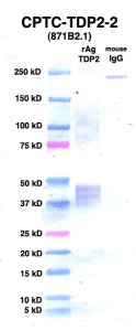 Click to enlarge image Western Blot using CPTC-TDP2-2 as primary Ab against TDP2 (rAg 00005) (lane 2). Also included are molecular wt. standards (lane 1) and mouse IgG control (lane 3).