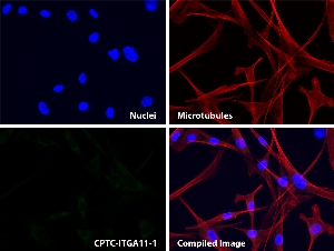 Click to enlarge image Immunofluorescence staining using CPTC-ITGA11-1 as primary antibody against human mesenchymal stem cells.  CPTC-ITGA11-1 ab shows localization in the cytoplasm (green).