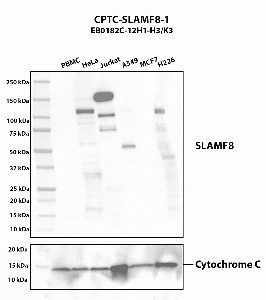 Click to enlarge image Western blot using CPTC-SLAMF8-1 as primary antibody against human PBMC (2), HeLa (3), Jurkat (4), A549 (5), MCF7 (6) and H226 (7) whole cell lysates. The expected molecular weight is 31.7 kDa. Cytochrome C was used as a loading control. Target is glycosylated. A549 is positive. All other cell lines are negative.