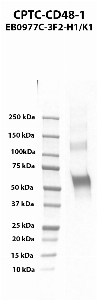 Click to enlarge image Western blot using CPTC-CD48-1 as primary antibody against human CD48 recombinant protein, mFc-His Tag (lane 2).  Expected molecular weight - 69 - 72 kDa.  Molecular weight standards are also included (lane 1).