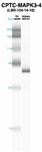 Click to enlarge image Western Blot using CPTC-MAPK3-4 as primary Ab against recombinant MAPK3 (lane 2). Also included are molecular wt. standards (lane 1).