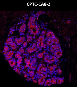 Click to enlarge image Imaging mass cytometry on normal breast tissue core using CPTC-CA8-2 metal-labeled antibody.  Data shows overlay of target protein signal (red) and DNA (blue). Dilution: 1:100 of 0.5mg/mL stock. Signal was also obtained in other normal tissues (testis, prostate, liver, colon, endometrium, appendix, pancreas, bone marrow, breast, kidney, lung, and placenta) and cancer tissues (breast, colon, prostate, lung, and ovarian).