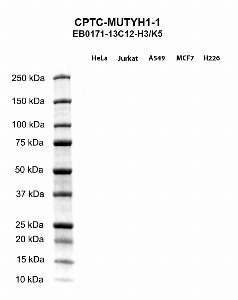 Click to enlarge image Western blot using CPTC-MUTYH-1 as primary antibody against HeLa (lane 2), Jurkat (lane 3), A549 (lane 4), MCF7 (lane 5), and NCI-H226 (lane 6) whole cell lysates.  Expected molecular weight - 60.1 kDa, 59.1 kDa, 58.4 kDa, 57.5 kDa, and 57.4 kDa.  Molecular weight standards are also included (lane 1).