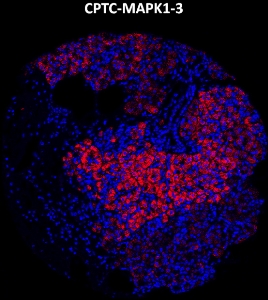 Click to enlarge image Imaging mass cytometry on normal pancreas tissue core using CPTC-MAPK1-3 metal-labeled antibody.  Data shows an overlay of the target protein signal (red) and DNA (blue). Dilution: 1:100 of 0.5mg/mL stock. Signal was also obtained in other normal tissues (liver, colon, breast, appendix, and spleen) and cancer tissues (breast, ovarian, and lung).