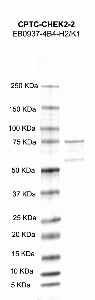 Click to enlarge image Western Blot using CPTC-CHEK2-2 as primary antibody against CHEK2 recombinant protein (lane 2). Also included are molecular weight standards (lane 1)