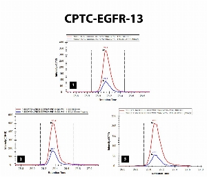 Click to enlarge image iMRM screening results for clone CPTC-EGFR-13. The clone is able to pull down not only the target peptide (panel 1, CPTC-EGFR Peptide 4, YSSDPTGALTEDSIDDTFLPVPE(pY)INQSVPKP), but also the two following peptides: 
non-phosphorylated peptide (YSSDPTGALTEDSIDDTFLPVPEYINQSVPK, panel 2)
phosphorylated peptide ((pY)SSDPTGALTEDSIDDTFLPVPEYINQSVPK. panel 3).