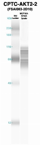 Click to enlarge image Western Blot using CPTC-AKT2-2 as primary Ab against recombinant AKT2 (lane 2). Also included are molecular wt. standards (lane 1).