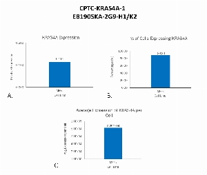 Click to enlarge image Single cell western blot for KRAS4A protein using CPTC-KRAS4A-1 as a primary antibody against whole cell lysates prepared from Mouse Embryonic Fibroblasts (MEFs) stably transfected with KRAS4A-WT protein.  Relative expression of total KRAS4A (A).  Percentage of cells that express KRAS4A (B).  Average expression of KRAS4A protein per cell (C).  All data is normalized to β-tubulin expression.