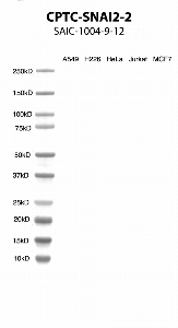 Click to enlarge image Western Blot using CPTC-SNAI2-2 as primary antibody against cell lysates A549, H226, HeLa, Jurkat and MCF7. Expected MW of 30.0 KDa. All cell lysates negative.  Molecular weight standards are also included (lane 1).