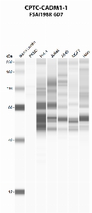 Click to enlarge image Automated western blot using CPTC-CADM1-1 as primary antibody against PBMC (lane 2), HeLa (lane 3), Jurkat (lane 4), A549 (lane 5), MCF7 (lane 6), and NCI-H226 (lane 7) whole cell lysates.  Expected molecular weight - 48 kDa and 37 kDa.  Molecular weight standards are also included (lane 1).