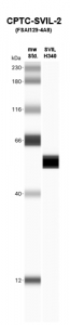 Click to enlarge image Western Blot using CPTC-SVIL-2 as primary Ab against Supervillin H340 (rAg 00259) (lane 2). Also included are molecular wt. standards (lane 1)