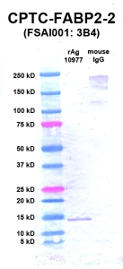Click to enlarge image Western Blot using CPTC-FABP2-2 as primary Ab against rAg 10977 (FABP2) (lane 2). Also included are molecular wt. standards (lane 1) and mouse IgG as control for goat anti-mouse HRP secondary binding (lane 3).
