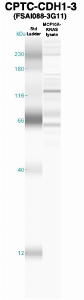 Click to enlarge image Western Blot using CPTC-CDH1-3 as primary Ab against MCF10A-KRas cell lysate (lane 2). Also included are molecular wt. standards (lane 1).