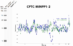 Click to enlarge image Automated western blot using CPTC-MINPP1-2 antibody recombinant MINPP1 proteins (variant 1 and variant 2). The antibody did not recognize the recombinant proteins.