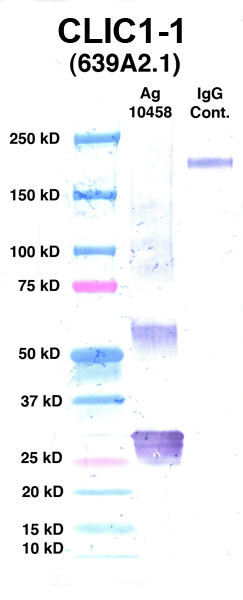 Click to enlarge image Western Blot using CPTC-CLIC1-1 as primary Ab against Ag 10458 (lane 2). Also included are molecular wt. standards (lane 1) and mouse IgG control (lane 3).