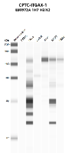 Click to enlarge image Automated western blot using CPTC-ITGAX-1 as primary antibody against PBMC (lane 2), HeLa (lane 3), Jurkat (lane 4), A549 (lane 5), MCF7 (lane 6), and NCI-H226 (lane 7) whole cell lysates.  Expected molecular weight - 127.8 kDa.  Molecular weight standards are also included (lane 1). A549 and NCI-H226 are positive. 
HeLa and MCF7 are presumed positive.  All other cell lines are negative.  Target protein is subject to glycosylation which can affect the migration in electrophoresis. This can make the target appear as a higher molecular weight protein.