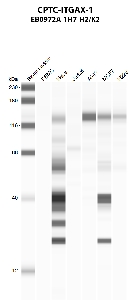 Click to enlarge image Automated western blot using CPTC-ITGAX-1 as primary antibody against PBMC (lane 2), HeLa (lane 3), Jurkat (lane 4), A549 (lane 5), MCF7 (lane 6), and NCI-H226 (lane 7) whole cell lysates.  Expected molecular weight - 127.8 kDa.  Molecular weight standards are also included (lane 1). A549 and NCI-H226 are positive. 
HeLa and MCF7 are presumed positive.  All other cell lines are negative.  Target protein is subject to glycosylation which can affect the migration in electrophoresis. This can make the target appear as a higher molecular weight protein.