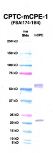 Click to enlarge image Western blot of CPTC-CPE-1 antibody with full length CPE recombinant protein (NCI ID#00236).
