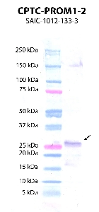 Click to enlarge image Western Blot using CPTC-PROM1-2 as primary antibody against PROM1 protein domain comprising amino acids 515-745 (lane 2) with expected MW of 29 KDa. Molecular weight standards are also included (lane 1).
