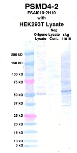 Click to enlarge image Western Blot using CPTC-PSMD4-2 as primary Ab against cell lysate from transiently overexpressed HEK293T cells form Origene (lane 2). Also included are molecular wt. standards (lane 1), lysate from non-transfected HEK293T cells as neg control (lane 3) and recombinant Ag PSMD4 (NCI 11015) in (lane 4). 