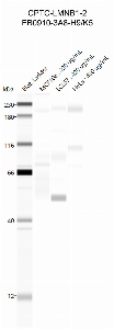 Click to enlarge image Western Blot using CPTC-LMNB1-2 as primary antibody against cell lysates LCL57 (lane 2), HeLa (lane 3) and MCF10A (lane 4). Also included are molecular weight standards (lane 1).