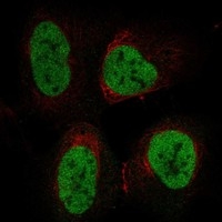 Click to enlarge image Results provided by the Human Protein Atlas (www.proteinatlas.org). The subcellular location is supported by literature. Immunofluorescent staining of human cell line U2OS shows localization to nucleoplasm. Human assay: THP-1 fixed with PFA, dilution: 1:100
Human assay: U2OS fixed with PFA, dilution: 1:100