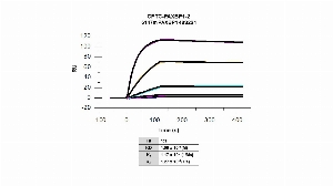 Click to enlarge image Affinity and binding kinetics of CPTC-PAXBP1-2 and BSA-conjugated peptide, &ldquo;LKPRKRPRENKEVPC&ldquo;, were measured using surface plasmon resonance. CPTC-PAXBP1-2 antibody was captured onto a Series S Protein G biosensor chip and BSA-conjugated peptide,  256 nM, 64 nM, 16 nM, 4 nM, and 1.0 nM, was used as analyte. Binding data were double-referenced and analyzed globally.