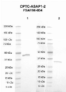 Click to enlarge image Western blot using CPTC-ASAP1-2 as primary antibody against PZA protein domain (Lane 1, Expected M.W. 45 kDa) and ZA protein domain (Lane 2, Expected M.W. 32 kDa). Molecular weight standards are included for each protein.