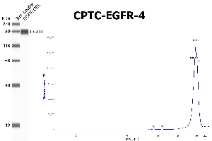 Click to enlarge image SW using CPTC-EGFR-4 as primary antibody against the over-expressed lysate of EGFR. The antibody is able to recognize the recombinant protein.