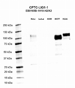 Click to enlarge image Western blot using CPTC-LIG1-1 as primary antibody against HeLa (lane 2), Jurkat (lane 3), A549 (lane 4), MCF7 (lane 5), and NCI-H226 (lane 6) whole cell lysates.  Expected molecular weight - 101.7 kDa, 88.5 kDa, and 98.2 kDa.  Molecular weight standards are also included (lane 1).
