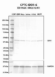 Click to enlarge image Western blot using CPTC-IDO1-6 as primary antibody against whole cell lysates CCRF-CEM (lane 2), HeLa (lane 3), Jurkat (lane 4), K-562 (lane 5), and MCF7 (lane 6). The expected molecular weight is 45.3 kDa.  All cell lines are positive.