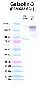 Click to enlarge image Western Blot using CPTC-Gelsolin-3 as primary Ab against Gelsolin (rAg 10594) in lane 2. Also included are molecular wt. standards (lane 1) and mouse IgG control (lane 3).